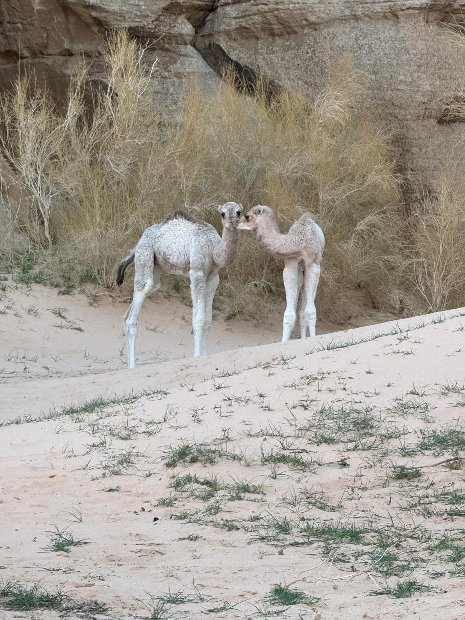 Desert Bird Camp Wadi Rum Ngoại thất bức ảnh