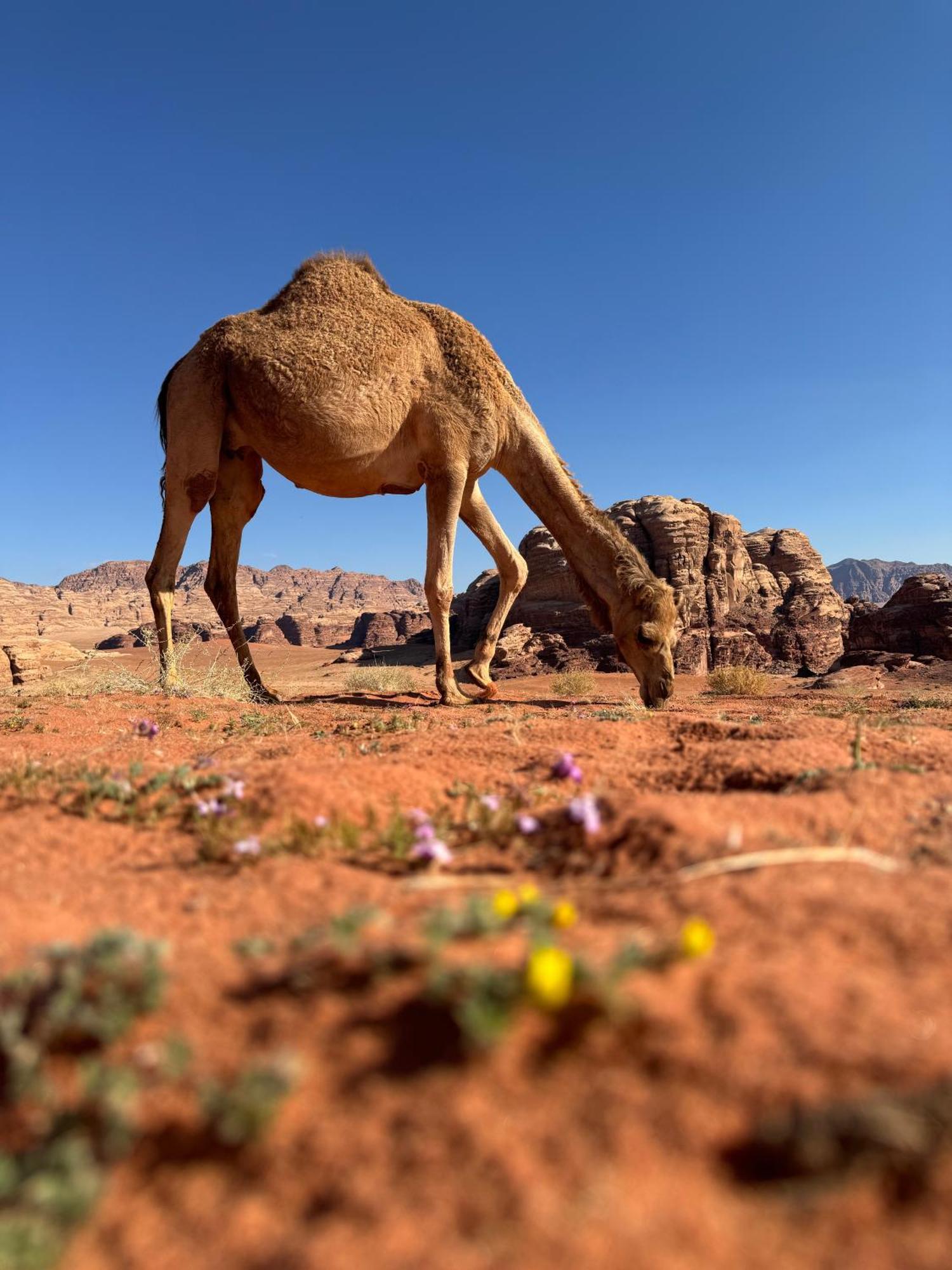Desert Bird Camp Wadi Rum Ngoại thất bức ảnh