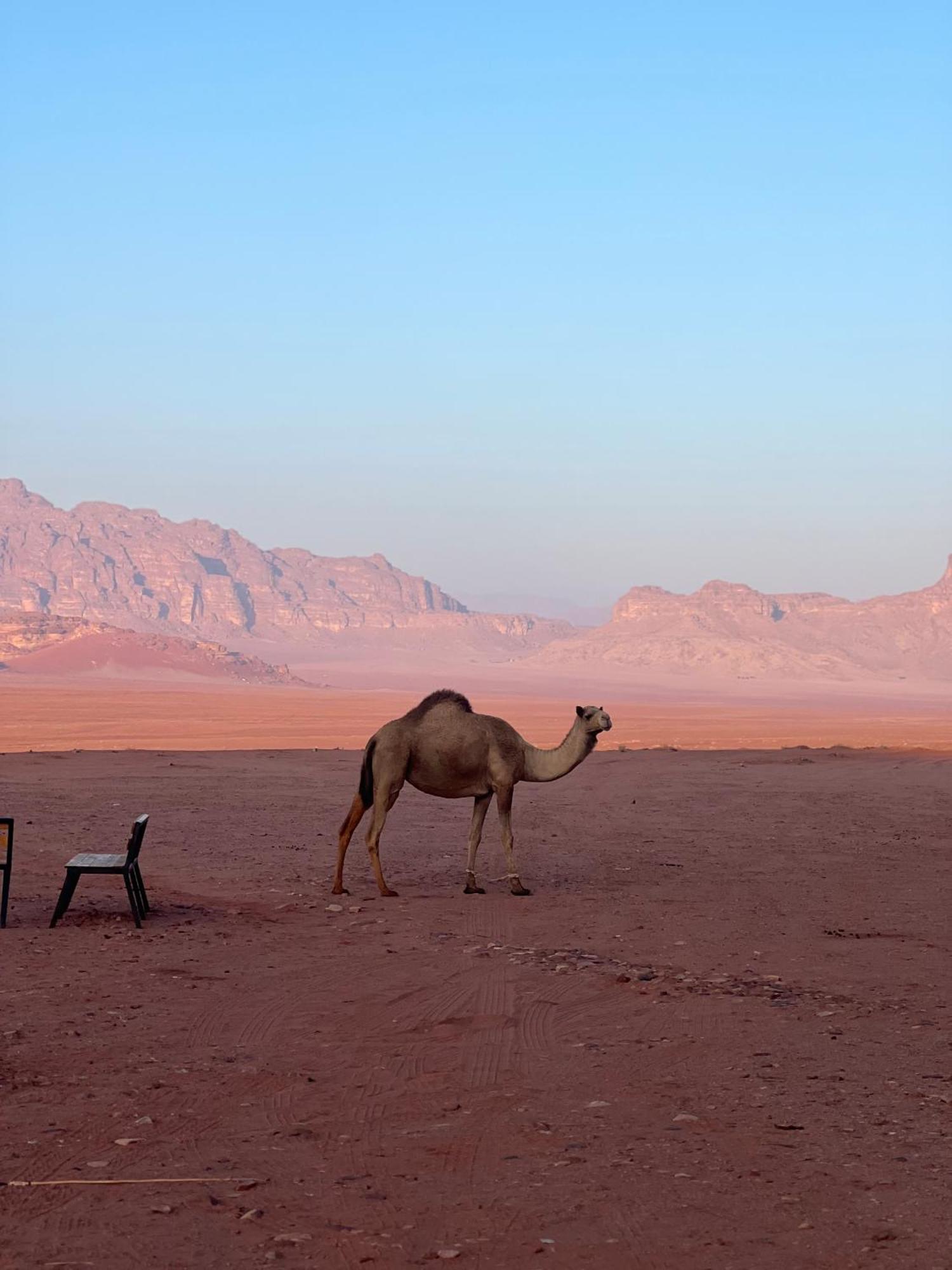 Desert Bird Camp Wadi Rum Ngoại thất bức ảnh